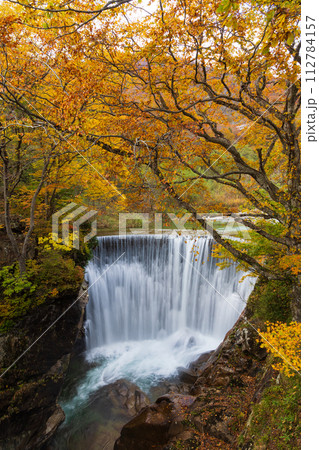 秋の谷川岳の麓　紅葉見頃の湯吹きの滝 112784157