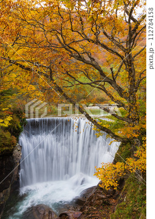 秋の谷川岳の麓　紅葉見頃の湯吹きの滝 112784158