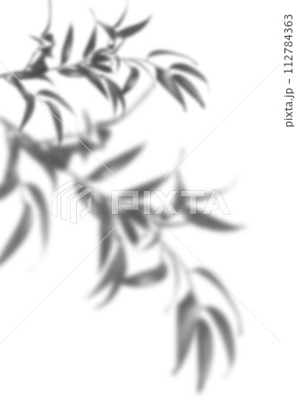 Shadow from a branch with leaves on an isolated background 112784363