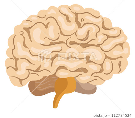 Brain cartoon icon. Human organ. Mind symbol Brain cartoon icon. Human organ. Mind symbol 112784524