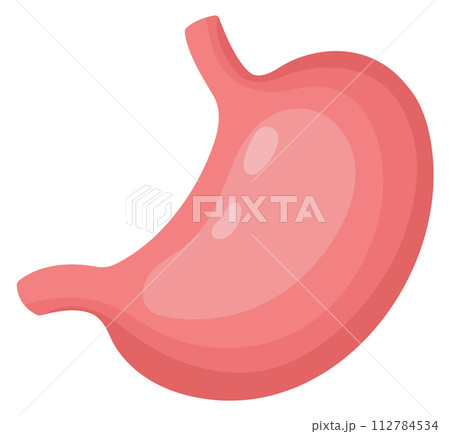Stomach cartoon icon. Internal digestive organ. Human biology 112784534