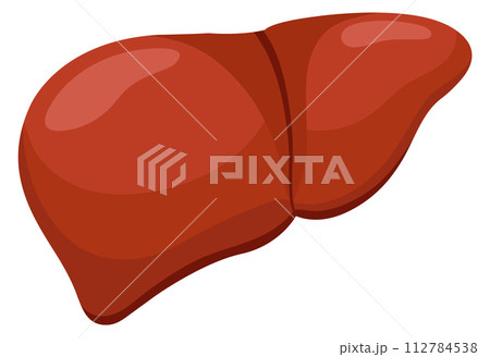 Liver icon. Human organ illustration. Biology cartoon illustration 112784538