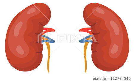 Kidneys cartoon icon. Urinary organ. Internal anatomy 112784540