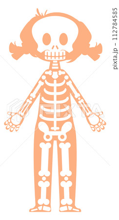 Kid bone structure. Human skeletal anatomy illustration Kid bone structure. Human skeletal anatomy illustration 112784585