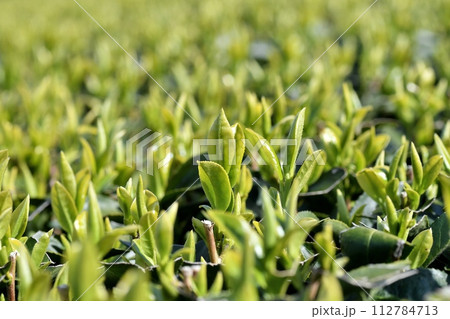 今年の一番茶葉 今年の一番茶葉 112784713