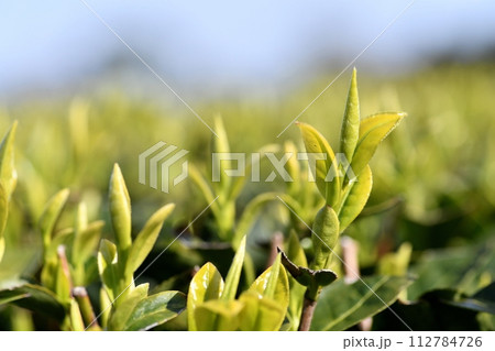 今年の一番茶葉 今年の一番茶葉 112784726