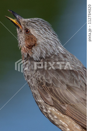 【野鳥】ヒヨドリ クローズアップ 【野鳥】ヒヨドリ クローズアップ 112784820