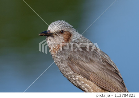 【野鳥】ヒヨドリ クローズアップ 【野鳥】ヒヨドリ クローズアップ 112784823