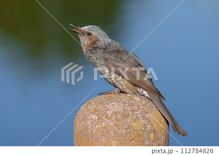 【野鳥】ヒヨドリ クローズアップ 【野鳥】ヒヨドリ クローズアップ 112784826