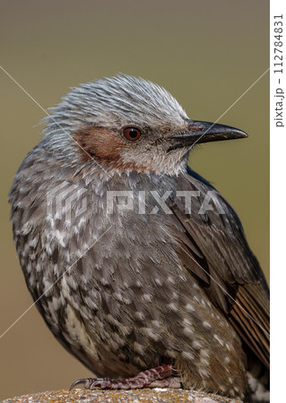 【野鳥】ヒヨドリ クローズアップ 【野鳥】ヒヨドリ クローズアップ 112784831