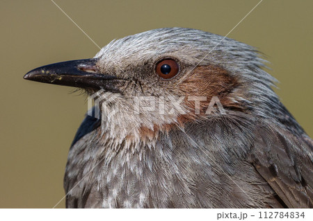 【野鳥】ヒヨドリ クローズアップ 【野鳥】ヒヨドリ クローズアップ 112784834