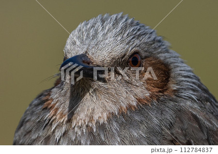 【野鳥】ヒヨドリ　クローズアップ 112784837