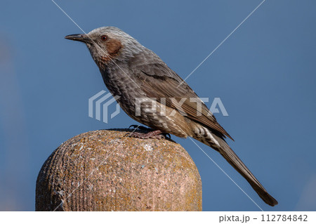 【野鳥】ヒヨドリ クローズアップ 【野鳥】ヒヨドリ クローズアップ 112784842