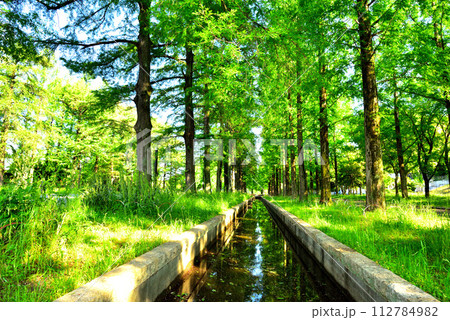 大阪市 花博記念公園鶴見緑地 新緑のメタセコイア 112784982