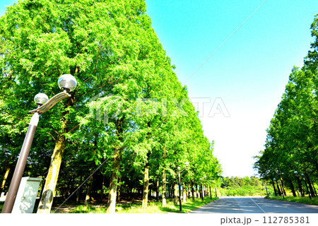 大阪市 花博記念公園鶴見緑地 新緑のメタセコイア 112785381