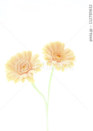 明るいサーモンピンクのガーベラの花 明るいサーモンピンクのガーベラの花 112785632