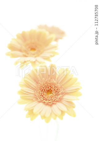 明るいサーモンピンクのガーベラの花 112785708