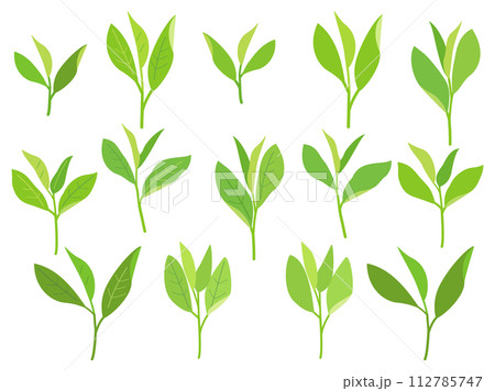 お茶の葉や新芽をイメージしたイラストのセット 112785747