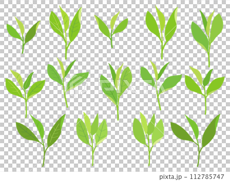 お茶の葉や新芽をイメージしたイラストのセット 112785747