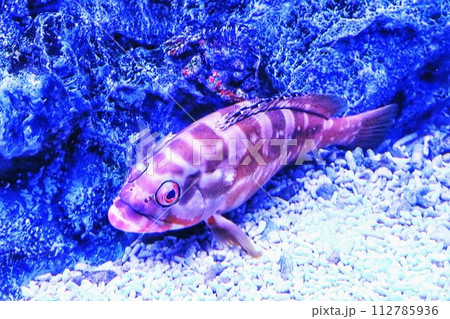 泳ぐ魚 112785936
