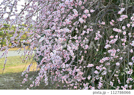 早春の訪れ　八重咲ピンク　満開の枝垂れ梅　深谷市　　　　 112786066