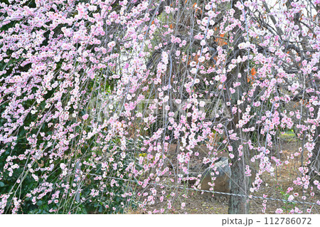 早春の訪れ　八重咲ピンク　満開の枝垂れ梅　深谷市　　　　 112786072