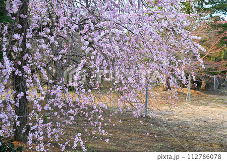 早春の訪れ 八重咲ピンク 満開の枝垂れ梅 深谷市 早春の訪れ 八重咲ピンク 満開の枝垂れ梅 深谷市 112786078