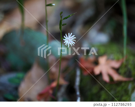 キッコウハグマのある風景 112786293