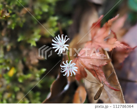 キッコウハグマのある風景 キッコウハグマのある風景 112786364