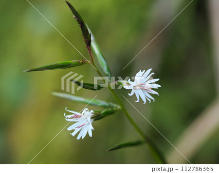 キッコウハグマのある風景 キッコウハグマのある風景 112786365