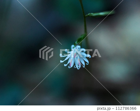 キッコウハグマのある風景 112786366