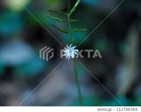 キッコウハグマのある風景 112786368