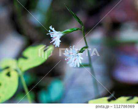 キッコウハグマのある風景 112786369