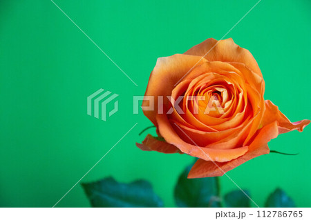 オレンジ色のバラ 112786765