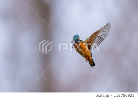 冬枯れのメタセコイヤ林をバックに元気にホバリングするカワセミ成鳥 112786929