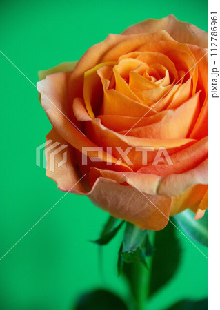 オレンジ色のバラ 112786961