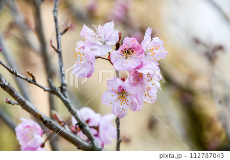 彬姫桜 彬姫桜 112787043