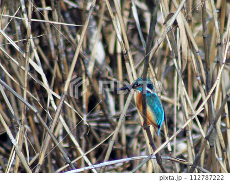 カワセミ 112787222