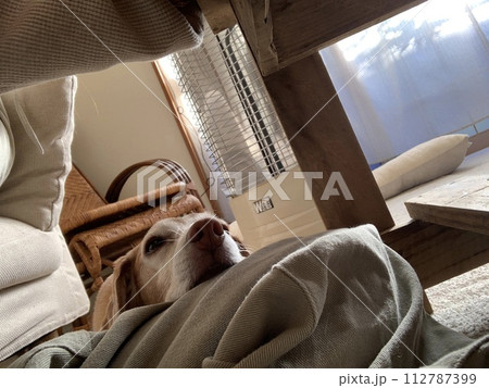 飼い主の仕事中にかまってほしい犬 112787399