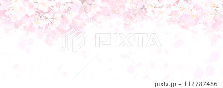 満開の桜 白バック 満開の桜 白バック 112787486