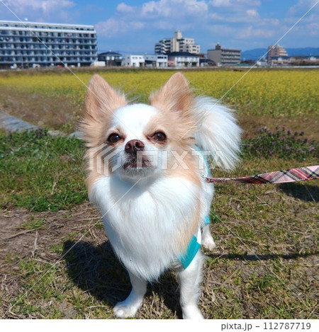 菜の花を背にこちらを見つめるチワワ 菜の花を背にこちらを見つめるチワワ 112787719