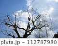 柳と鴉 112787980