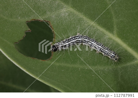 生き物 昆虫 オキナワモンシロモドキ、老齢幼虫。体の点々模様がつながってライン上に 生き物 昆虫 オキナワモンシロモドキ、老齢幼虫。体の点々模様がつながってライン上に 112787991