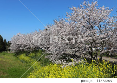 立岡自然公園の桜と菜の花 112788051