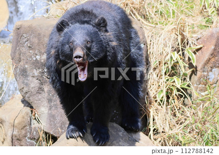 ツキノワグマ ツキノワグマ 112788142