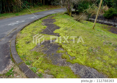 地方の苔に覆われた歩道 地方の苔に覆われた歩道 112788163