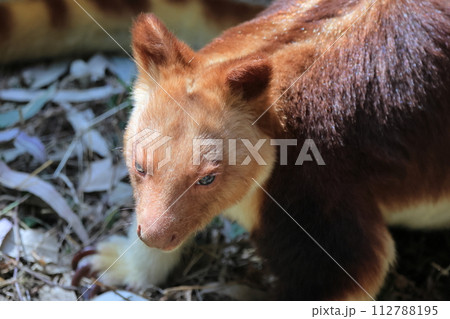 セスジキノボリカンガルー セスジキノボリカンガルー 112788195