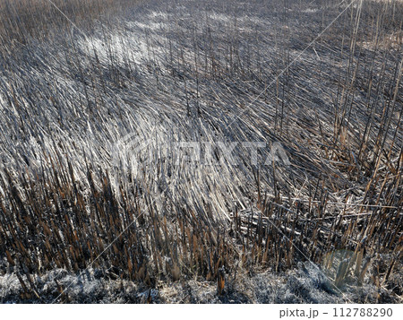 野焼きの跡。広い空間が現れた。古いものが焼き払われて、新しい命がこれから生まれる。輪廻の世界。 112788290