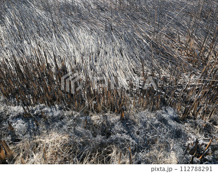 野焼きの跡。広い空間が現れた。古いものが焼き払われて、新しい命がこれから生まれる。輪廻の世界。 112788291