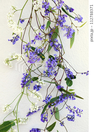 紫と白のハーデンベルギアの花 紫と白のハーデンベルギアの花 112788371